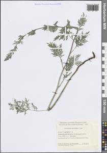 Полынь армянская Lam., Восточная Европа, Центральный лесостепной район (E6) (Россия)