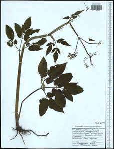 Сныть обыкновенная L., Восточная Европа, Центральный район (E4) (Россия)