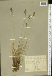 Anthoxanthum monticola (Bigelow) Veldkamp, Сибирь, Чукотка и Камчатка (S7) (Россия)