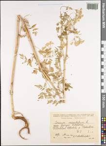 Болиголов крапчатый, Болиголов пятнистый L., Кавказ, Грузия (K4) (Грузия)