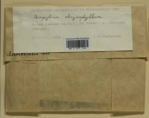 Campylium chrysophyllum (Brid.) Lange, Гербарий мохообразных, Мхи - Прибалтика (B1) (Литва)