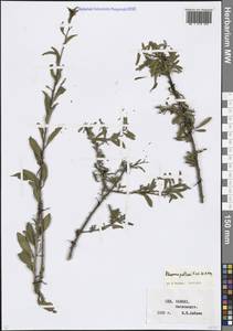Rhamnus erythroxyloides subsp. erythroxyloides, Кавказ, Ставропольский край, Карачаево-Черкесия, Кабардино-Балкария (K1b) (Россия)