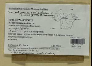 Brachythecium rutabulum (Hedw.) Schimp., Гербарий мохообразных, Мхи - Центральное Нечерноземье (B6) (Россия)