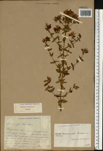 Зверобой продырявленный L., Восточная Европа, Южно-Украинский район (E12) (Украина)