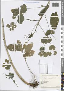 Молочай миндалевидный L., Кавказ, Азербайджан (K6) (Азербайджан)