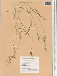 Коротконожка двуколосковая (L.) P.Beauv., Зарубежная Азия (ASIA) (Кипр)