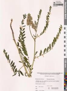 Астрагал болотный L., Сибирь, Чукотка и Камчатка (S7) (Россия)