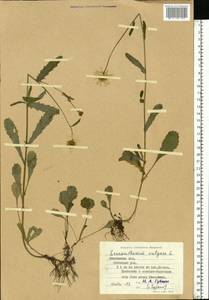 Нивяник обыкновенный, Поповник Lam., Восточная Европа, Московская область и Москва (E4a) (Россия)