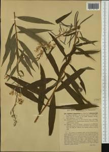 Chamaenerion angustifolium subsp. angustifolium, Западная Европа (EUR) (Италия)