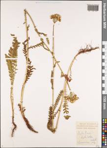 Achillea latiloba Ledeb. ex Nordm., Кавказ, Грузия (K4) (Грузия)