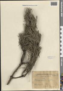 Сосна обыкновенная L., Восточная Европа, Западно-Украинский район (E13) (Украина)