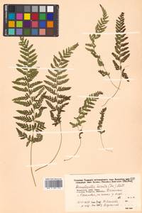 Sitobolium hirsutum (Sw.) L. A. Triana & Sundue, Сибирь, Дальний Восток (S6) (Россия)