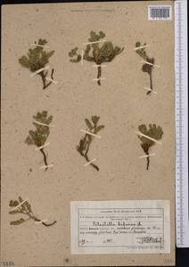 Лапчатка вильчатая (L.) Kurtto & T. Erikss., Средняя Азия и Казахстан, Муюнкумы, Прибалхашье и Бетпак-Дала (M9) (Казахстан)