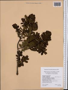 Veronica ×lewisii Armstr., Западная Европа (EUR) (Великобритания)