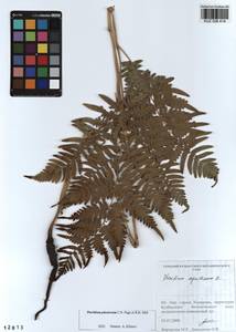 Pteridium aquilinum subsp. pinetorum (C. N. Page & R. R. Mill) J. A. Thomson, Сибирь, Алтай и Саяны (S2) (Россия)