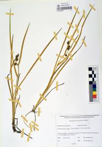 MAG 0003349, Sparganium × probatovae Tzvelev, Сибирь, Чукотка и Камчатка (S7) (Россия)