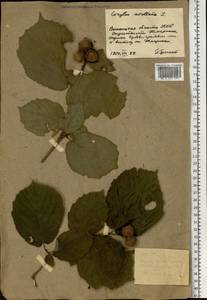 Орешник обыкновенный, Лещина обыкновенная L., Восточная Европа, Южно-Украинский район (E12) (Украина)