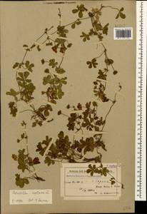 Лапчатка ползучая L., Кавказ, Азербайджан (K6) (Азербайджан)