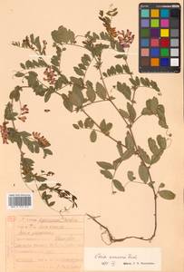 Горошек приятный Fisch. ex Ser., Сибирь, Дальний Восток (S6) (Россия)