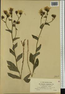 Hieracium valdepilosum Vill., Западная Европа (EUR) (Франция)