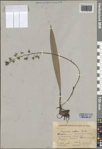 Ореорхис раскидистый (Lindl.) Lindl., Сибирь, Дальний Восток (S6) (Россия)