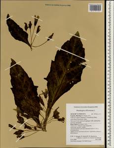 Mandragora officinarum L., Зарубежная Азия (ASIA) (Кипр)