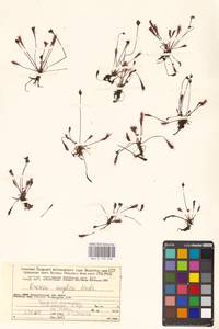 Drosera × anglica Huds., Восточная Европа, Северный район (E1) (Россия)