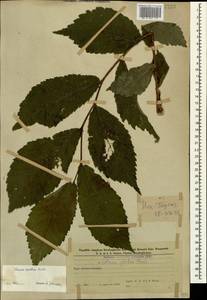 Вяз голый, Вяз шершавый Huds., Кавказ, Азербайджан (K6) (Азербайджан)