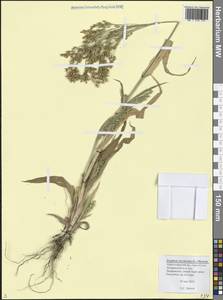 Sorghum bicolor subsp. bicolor, Кавказ, Черноморское побережье (от Новороссийска до Адлера) (K3) (Россия)