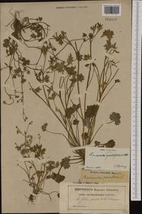 Ranunculus parviflorus Loefl., Западная Европа (EUR) (Франция)