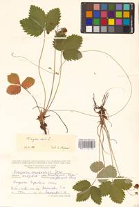 Земляника лесная L., Восточная Европа, Молдавия (E13a) (Молдавия)