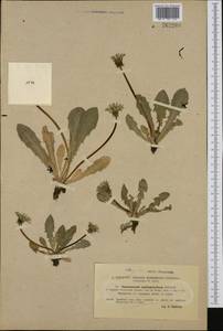 Taraxacum spilophyllum Dahlst., Западная Европа (EUR) (Швеция)