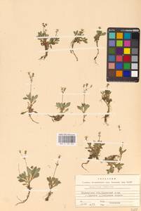 Micranthes stellaris subsp. stellaris, Восточная Европа, Северный район (E1) (Россия)