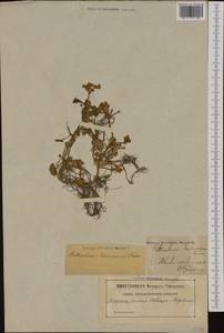 Ranunculus hederaceus L., Западная Европа (EUR) (Швеция)