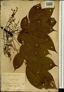 Hevea brasiliensis (Willd. ex A.Juss.) Müll.Arg., Зарубежная Азия (ASIA) (Индонезия)