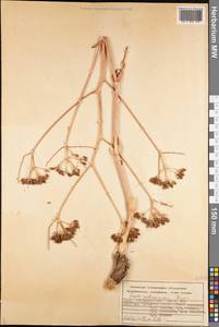 Ферула краснопесчаниковая Korovin, Средняя Азия и Казахстан, Памир и Памиро-Алай (M2) (Киргизия)