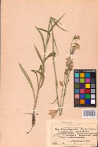 Колокольчик персиколистный L., Восточная Европа, Центральный район (E4) (Россия)