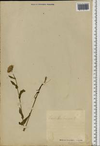 Pentanema britannicum (L.) D. Gut. Larr., Santos-Vicente, Anderb., E. Rico & M. M. Mart. Ort., Восточная Европа, Эстония (E2c) (Эстония)