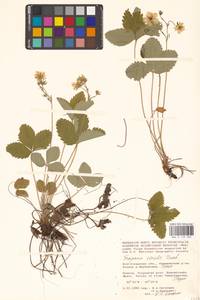 Земляника зеленая, Полуница Duchesne, Восточная Европа, Нижневолжский район (E9) (Россия)