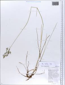 Poa pratensis subsp. turfosa (Litv.) Vorosch., Восточная Европа, Белоруссия (E3a) (Белоруссия)