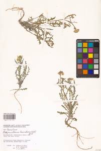 Стеригма каспийская (Lam.) Kuntze, Восточная Европа, Нижневолжский район (E9) (Россия)