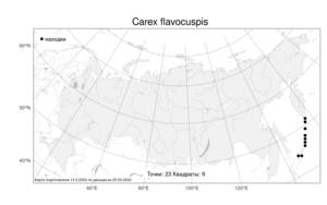Carex flavocuspis, Осока желтоконечная Franch. & Sav., Атлас флоры России (FLORUS) (Россия)
