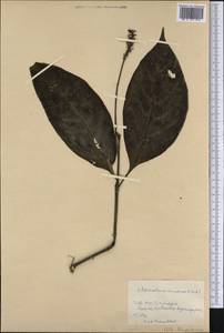 Renealmia jamaicensis (Gaertn.) Horan., Америка (AMER) (Куба)