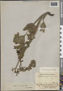 Живокость горолюбивая Huth, Средняя Азия и Казахстан, Памир и Памиро-Алай (M2) (Таджикистан)