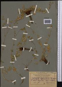 Potentilla mollissima Lehm., Средняя Азия и Казахстан, Памир и Памиро-Алай (M2) (Узбекистан)