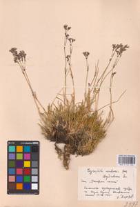 Качим уральский Less., Восточная Европа, Восточный район (E10) (Россия)