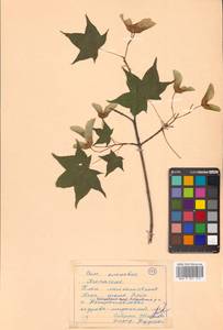 Клен моно, Клен мелколистный (Maxim.) H.Ohashi, Сибирь, Дальний Восток (S6) (Россия)