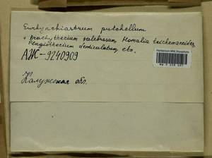 Plagiothecium denticulatum (Hedw.) Schimp., Гербарий мохообразных, Мхи - Центральное Нечерноземье (B6) (Россия)