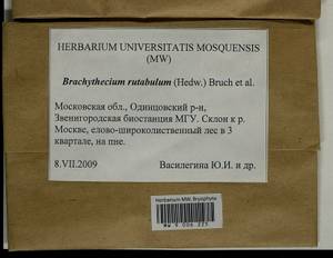 Brachythecium rutabulum (Hedw.) Schimp., Гербарий мохообразных, Мхи - Москва и Московская область (B6a) (Россия)