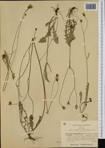 Crepis leontodontoides All., Западная Европа (EUR) (Италия)